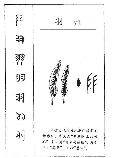 羽的意思名字|羽字的名字寓意是什么意思 羽字的意思